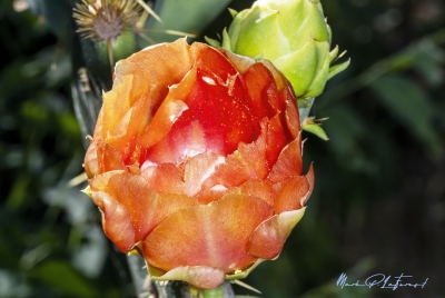 Prickly Pear Cactus May 2025
